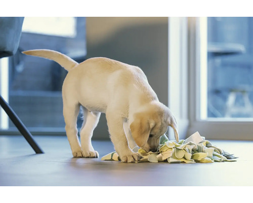 Ein Labradorwelpe spielt mit einem Intelligenzspielzeug auf dem Boden.