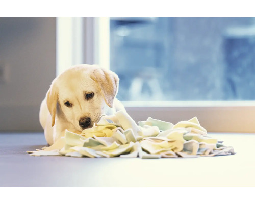 Labradorwelpe spielt mit einer interaktiven Schnüffelmatte für Hunde