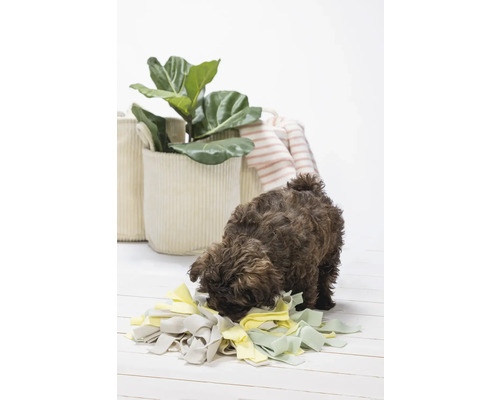 Ein Hund schnüffelt an einer Schnüffelmatte, im Hintergrund sind Pflanzen in Körben zu sehen