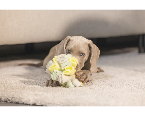 Weimaraner Welpe mit Hundespielzeug auf einem Teppich