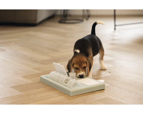 Beagle Welpe spielt mit einem interaktiven Futterspielzeug auf dem Boden.