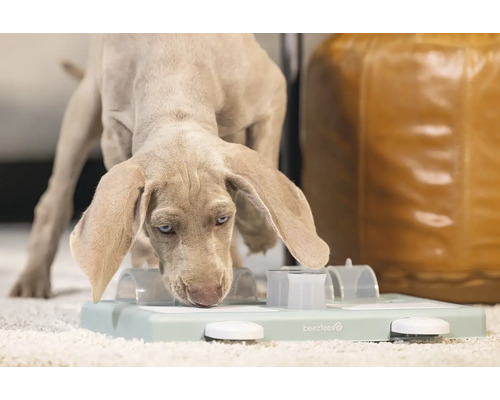 Weimaraner Hund mit einem Intelligenzspielzeug für Hunde