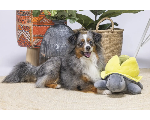 Hund liegt mit Schildkrötenkuscheltier auf einem Teppich