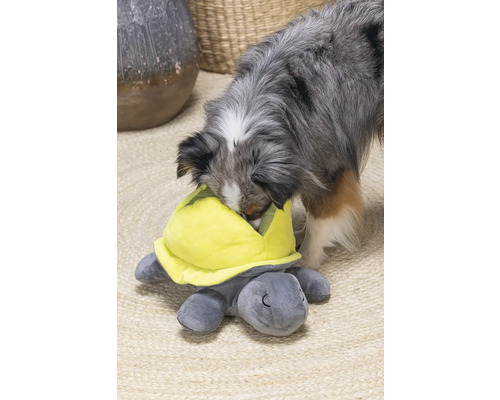 Hund spielt mit Schildkröten-Plüschtier