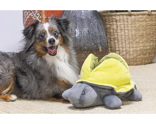 Hund neben einem Schildkröten-Hundespielzeug