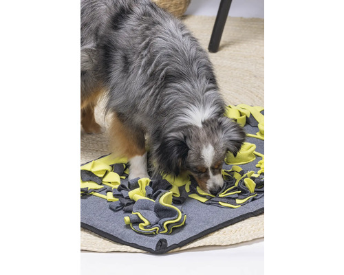 Hund sucht auf einer Schnüffelmatte nach Futter.