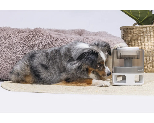 Hund liegt neben einem automatischen Futterspender auf einem Teppich