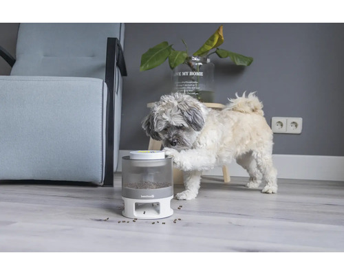 Hund bedient Futterautomat in einem Wohnraum.