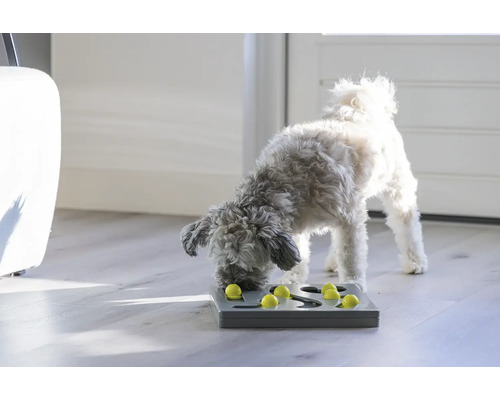 Hund spielt mit Intelligenzspielzeug zur Futterbeschaffung