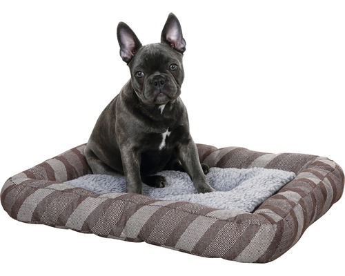 Hund sitzt auf Hundebett mit Streifenmuster