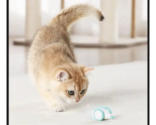 Katze spielt mit Laserpointer-Spielzeug