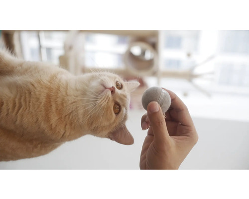 Katze mit Spielball in der Hand