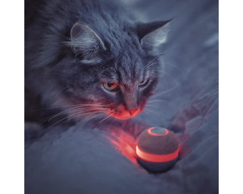 Graue Katze, die einen interaktiven Ball betrachtet