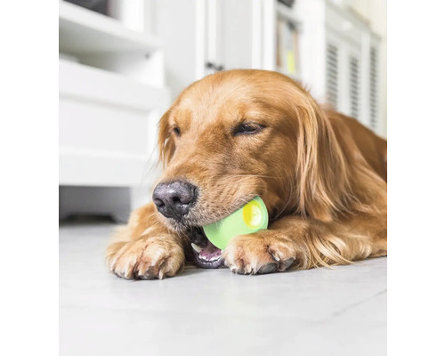 Golden Retriever mit einem Spielzeugball im Maul