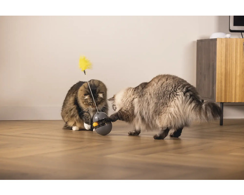 Zwei Katzen spielen mit einem interaktiven Spielzeug mit Feder auf einem Holzboden.