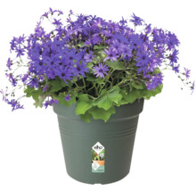 Blaues Blümchen im Topf