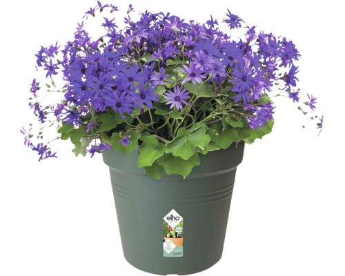 Blaues Gänseblümchen im Blumentopf