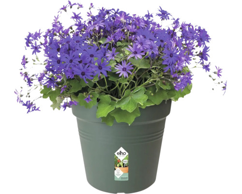 Topf mit blauen Blümchen