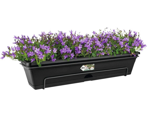 Blumenkasten mit lila Glockenblumen auf einem Balkongeländer