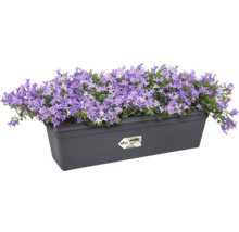 Blumenkasten mit lila Glockenblumen