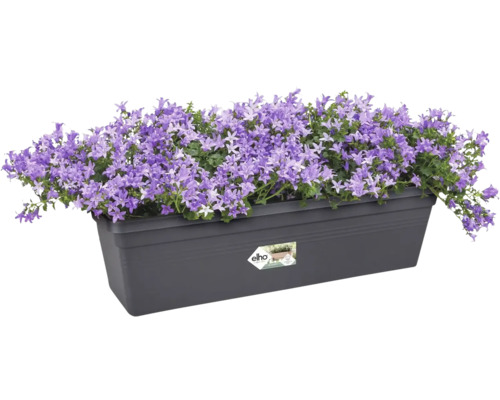 Blumenkasten mit lila Glockenblumen