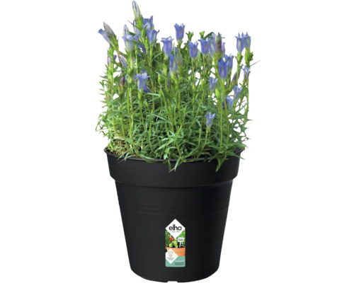 Enzian im Topf mit Elho Logo