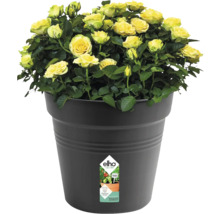 Gelbe Rosen im Topf