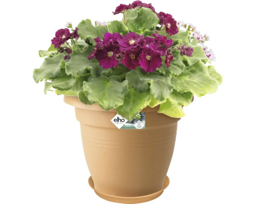 Afrikanisches Veilchen in einem Blumentopf