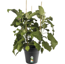 Auberginepflanze im Topf mit Pflanzenstäben
