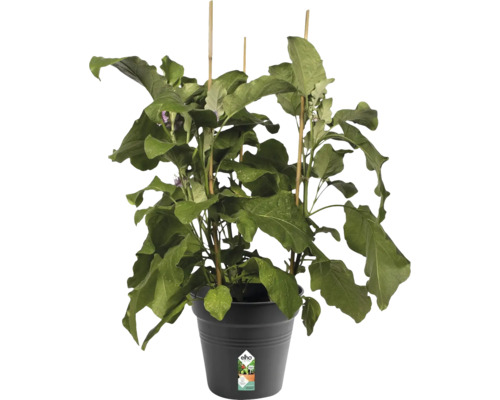 Auberginepflanze im Topf mit Pflanzenstäben