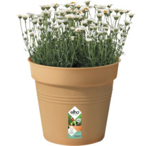 Gänseblümchen im Elho Blumentopf