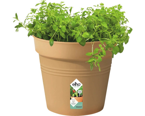 Pflanztopf aus Kunststoff mit Oregano-Pflanze