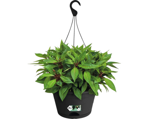 Hängeampel mit grüner Pflanze in schwarzem Topf