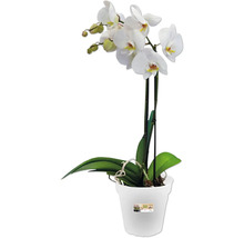 Orchidee im Topf