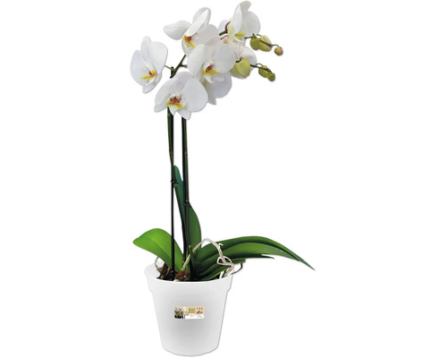 Orchidee im Topf