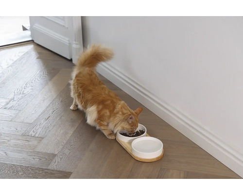 Katze frisst aus Fressnapf mit zwei Näpfen auf Holztablett
