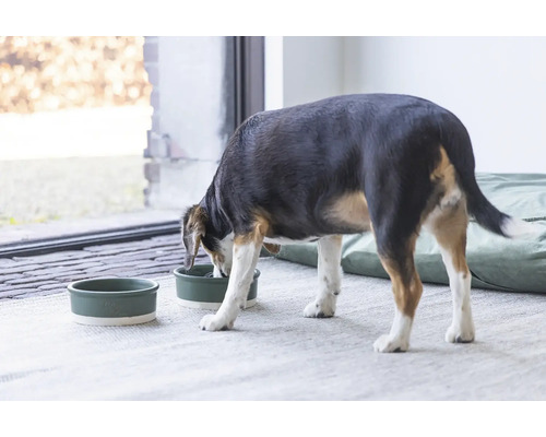 Ein Hund frisst aus einem Hundenapf neben einem weiteren Napf.