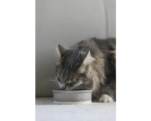 Katze frisst aus einem Futternapf