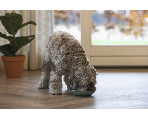 Ein Hund frisst aus einem Futternapf in einem hellen Raum