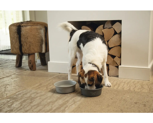 Hund trinkt aus einer Schüssel, die auf dem Boden steht, neben einem Kaminholzstapel.