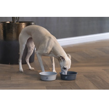 Hund frisst aus zwei Futternäpfen auf dem Boden