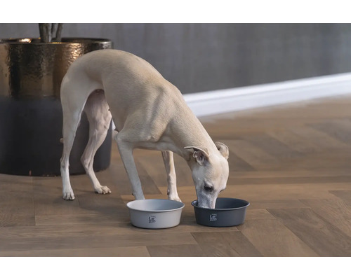 Hund frisst aus zwei Futternäpfen auf dem Boden