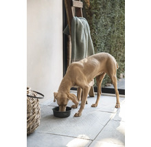 Hund frisst aus einem Hundenapf im Außenbereich, mit Leiter und Decke im Hintergrund.
