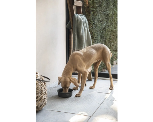 Hund frisst aus einem Hundenapf im Außenbereich, mit Leiter und Decke im Hintergrund.