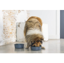 Ein Collie frisst aus einem Futternapf. Ein weiterer Napf steht daneben.