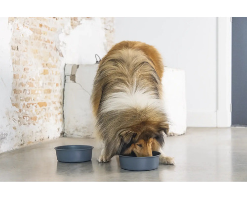 Ein Collie frisst aus einem Futternapf. Ein weiterer Napf steht daneben.