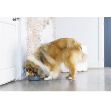 Ein Langhaar Collie frisst aus einem grauen Hundenapf.