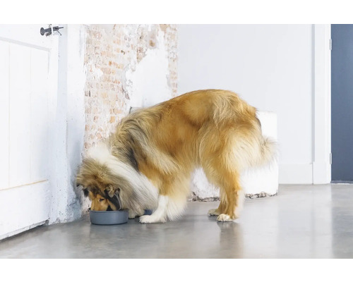 Ein Langhaar Collie frisst aus einem grauen Hundenapf.