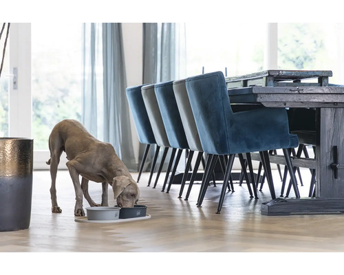 Ein Weimaraner trinkt aus einem Hundenapf in einem Esszimmer mit Esstisch und Stühlen.