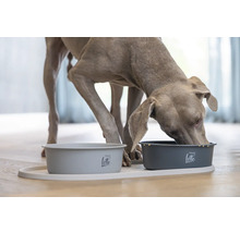 Ein Weimaraner frisst aus einem Hundenapf auf einer Futtermatte mit zwei Näpfen.
